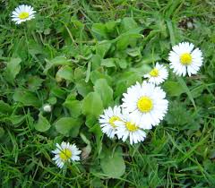 Attēlu rezultāti vaicājumam “Bellis perennis flower”