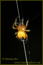 Attēlu rezultāti vaicājumam “Araneus diadematus juvenile”