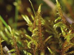 Attēlu rezultāti vaicājumam “Cratoneuron filicinum”