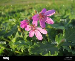 Attēlu rezultāti vaicājumam “Erodium cicutarium flower”