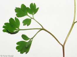 Attēlu rezultāti vaicājumam “Corydalis solida fruit”