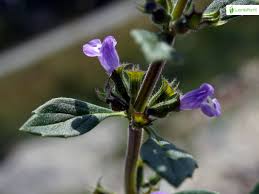 Attēlu rezultāti vaicājumam “Acinos arvensis leaf”