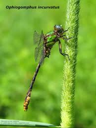 Attēlu rezultāti vaicājumam “Ophiotheca sp.”