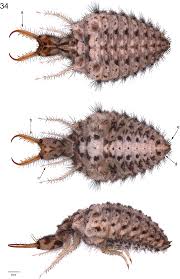 Attēlu rezultāti vaicājumam “Myrmeleontidae larva”