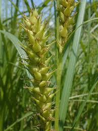 Attēlu rezultāti vaicājumam “Carex pseudocyperus fruit”
