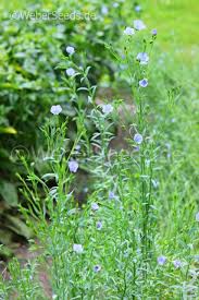 Image result for Linum usitatissimum