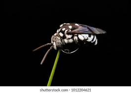 Attēlu rezultāti vaicājumam “Lamprotettix nitidulus”