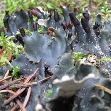 Attēlu rezultāti vaicājumam “Peltigera polydactylon”