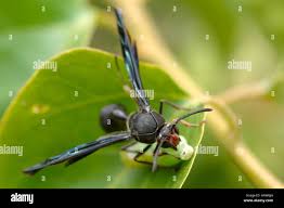 Attēlu rezultāti vaicājumam “Eumenidae”