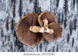 Attēlu rezultāti vaicājumam “Pholiota aurivella”