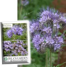 Attēlu rezultāti vaicājumam “Phacelia tanacetifolia”