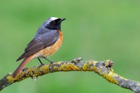 Attēlu rezultāti vaicājumam “Phoenicurus phoenicurus male”