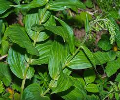 Attēlu rezultāti vaicājumam “Epipactis helleborine leaf”