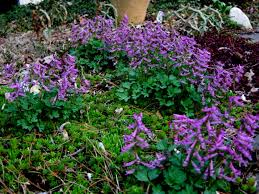Attēlu rezultāti vaicājumam “Corydalis solida leaf”