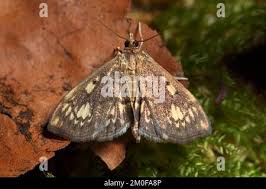 Attēlu rezultāti vaicājumam “Anania stachydalis”