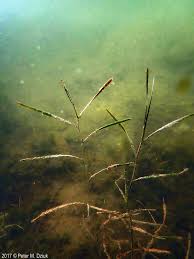 Attēlu rezultāti vaicājumam “Potamogeton compressus”