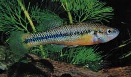 Attēlu rezultāti vaicājumam “Alloeotomus sp.”