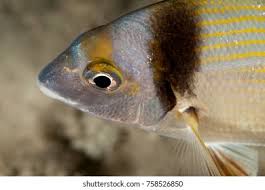 Image result for Diplodus vulgaris