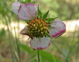 Attēlu rezultāti vaicājumam “xComagaria rosea  flower”