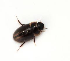 Attēlu rezultāti vaicājumam “Enochrus affinis”