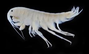 Attēlu rezultāti vaicājumam “Amphipoda”