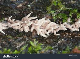 Attēlu rezultāti vaicājumam “Lentaria”