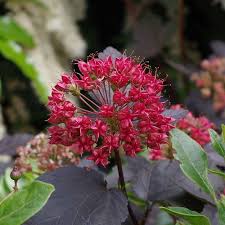 Attēlu rezultāti vaicājumam “Physocarpus opulifolius”