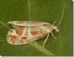 Attēlu rezultāti vaicājumam “Rhyacionia pinicolana”