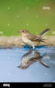Attēlu rezultāti vaicājumam “Ficedula hypoleuca juvenile”