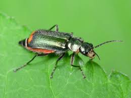 Attēlu rezultāti vaicājumam “Malachius bipustulatus”