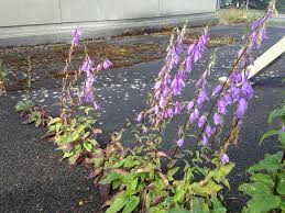 Image result for Campanula rapunculoides