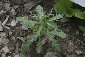 Attēlu rezultāti vaicājumam “Senecio vulgaris leaf”