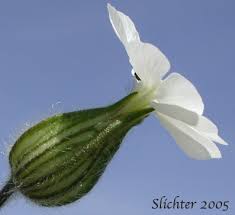 Attēlu rezultāti vaicājumam “Silene latifolia subsp. alba flower”