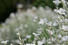 Attēlu rezultāti vaicājumam “Cerastium tomentosum flower”