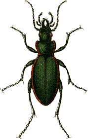 Attēlu rezultāti vaicājumam “Carabus arcensis”