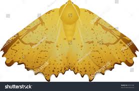 Attēlu rezultāti vaicājumam “Ennomos autumnaria”