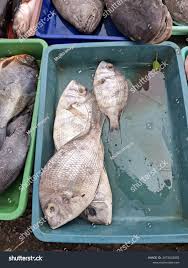 Image result for Stenotomus chrysops