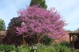 Attēlu rezultāti vaicājumam “Cercis siliquastrum”