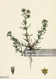 Attēlu rezultāti vaicājumam “Scleranthus annuus flower”