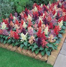 Image result for Salvia splendens