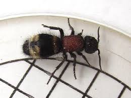 Attēlu rezultāti vaicājumam “Mutilla europaea”