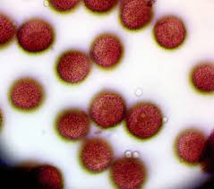 Attēlu rezultāti vaicājumam “Diderma subviridifuscum”