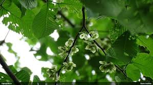 Attēlu rezultāti vaicājumam “Diderma subincarnatum young”