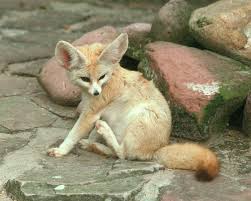 Attēlu rezultāti vaicājumam “Vulpes zerda”