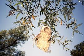 Attēlu rezultāti vaicājumam “Remiz pendulinus nest”