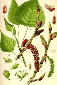 Attēlu rezultāti vaicājumam “Populus nigra”