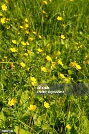 Attēlu rezultāti vaicājumam “Ranunculus auricomus leaf”