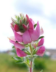 Attēlu rezultāti vaicājumam “Ononis arvensis flower”