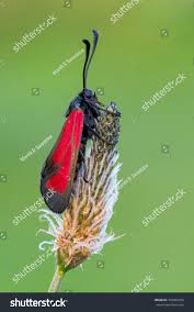 Attēlu rezultāti vaicājumam “Zygaena minos”