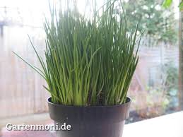 Image result for Schnittlauch